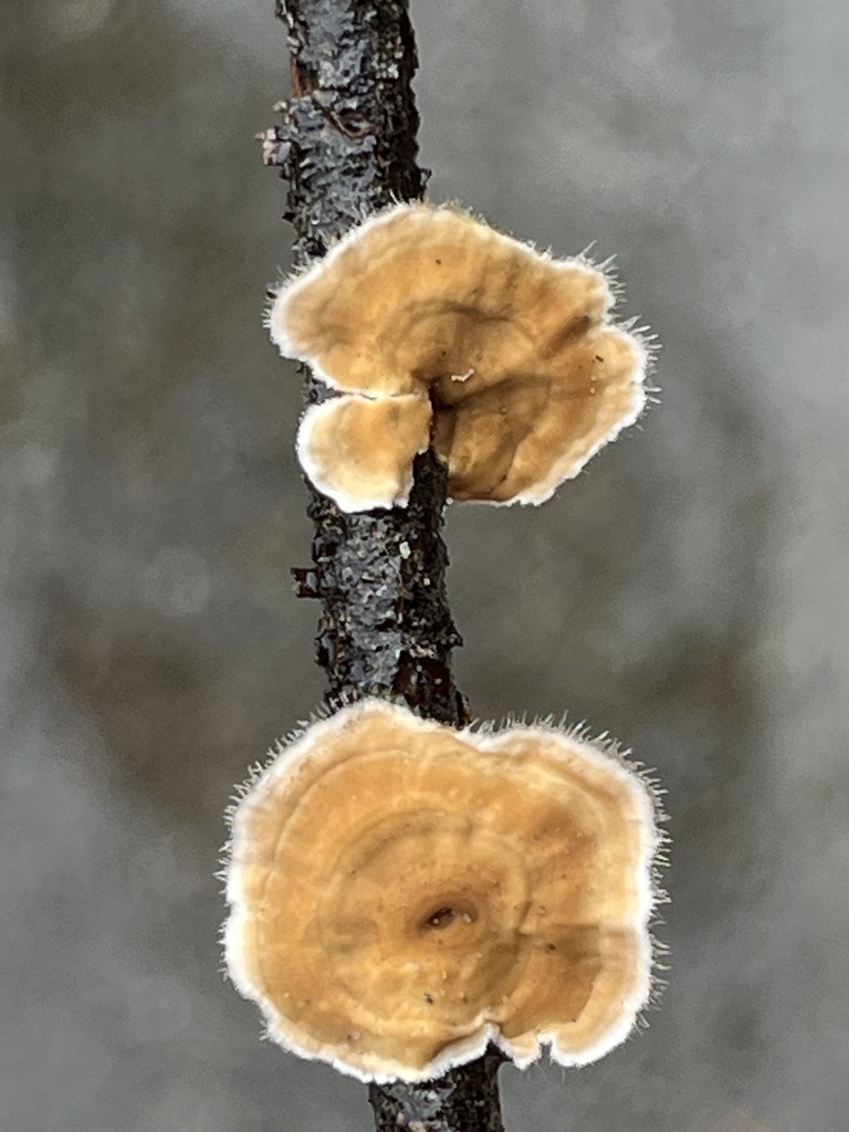 Stereum ochraceoflavum · February 2026 · photo: © pynklynx (iNaturalist, CC)