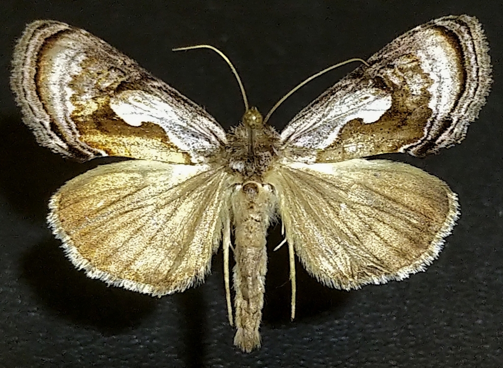Formosa Looper Moth