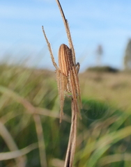 Larinia jeskovi