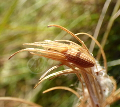 Larinia jeskovi