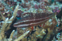 Oxycheilinus digramma