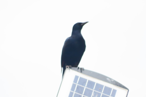 Southern Red-winged Starling