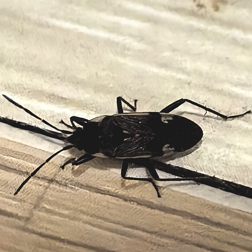 Panaorus csikii