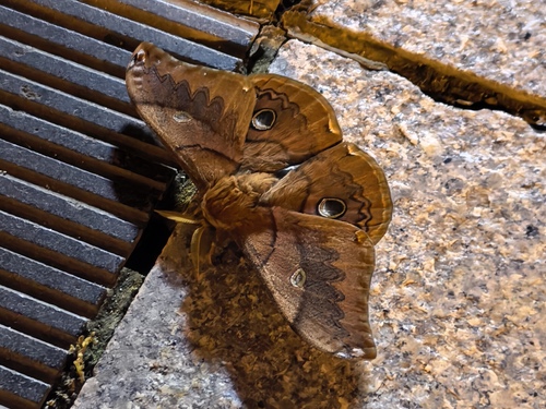 Rinaca japonica