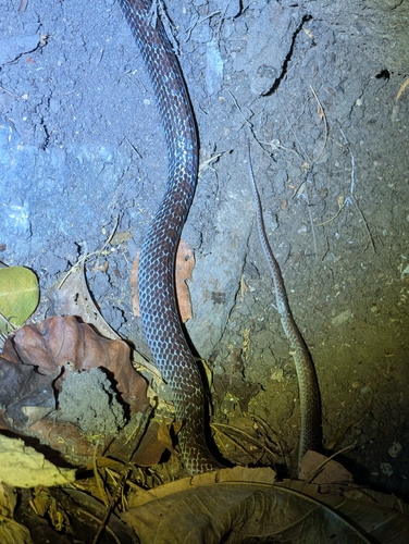 Common Wolf Snake