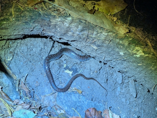 Common Wolf Snake