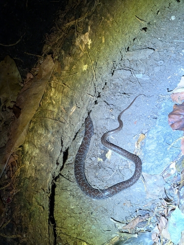 Common Wolf Snake