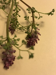 Fumaria densiflora
