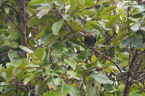 Ptilinopus ornatus observed 2023-01-05