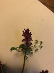Fumaria densiflora