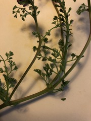 Fumaria densiflora
