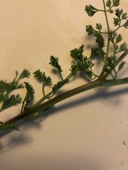 Fumaria densiflora