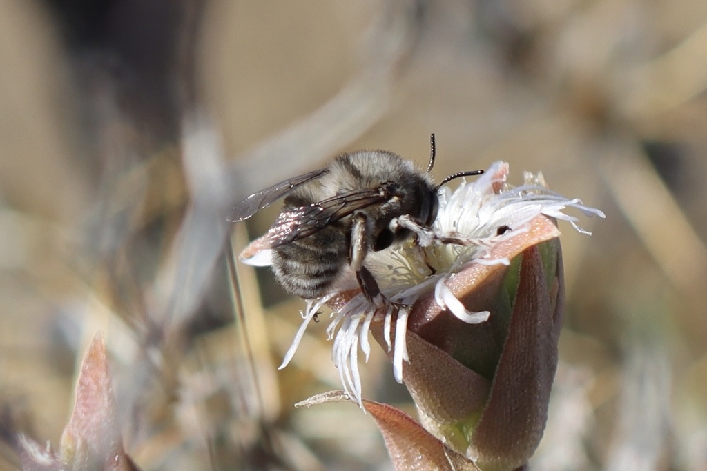 Anthophora diversipes