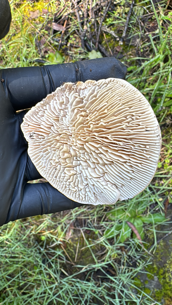 Trametes betulina · February 2026 · photo: © natureenthusiast_elle (iNaturalist, cc-by-nc)