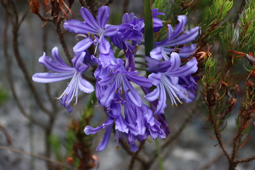 Lily-of-the-Nile (Agapanthus africanus)