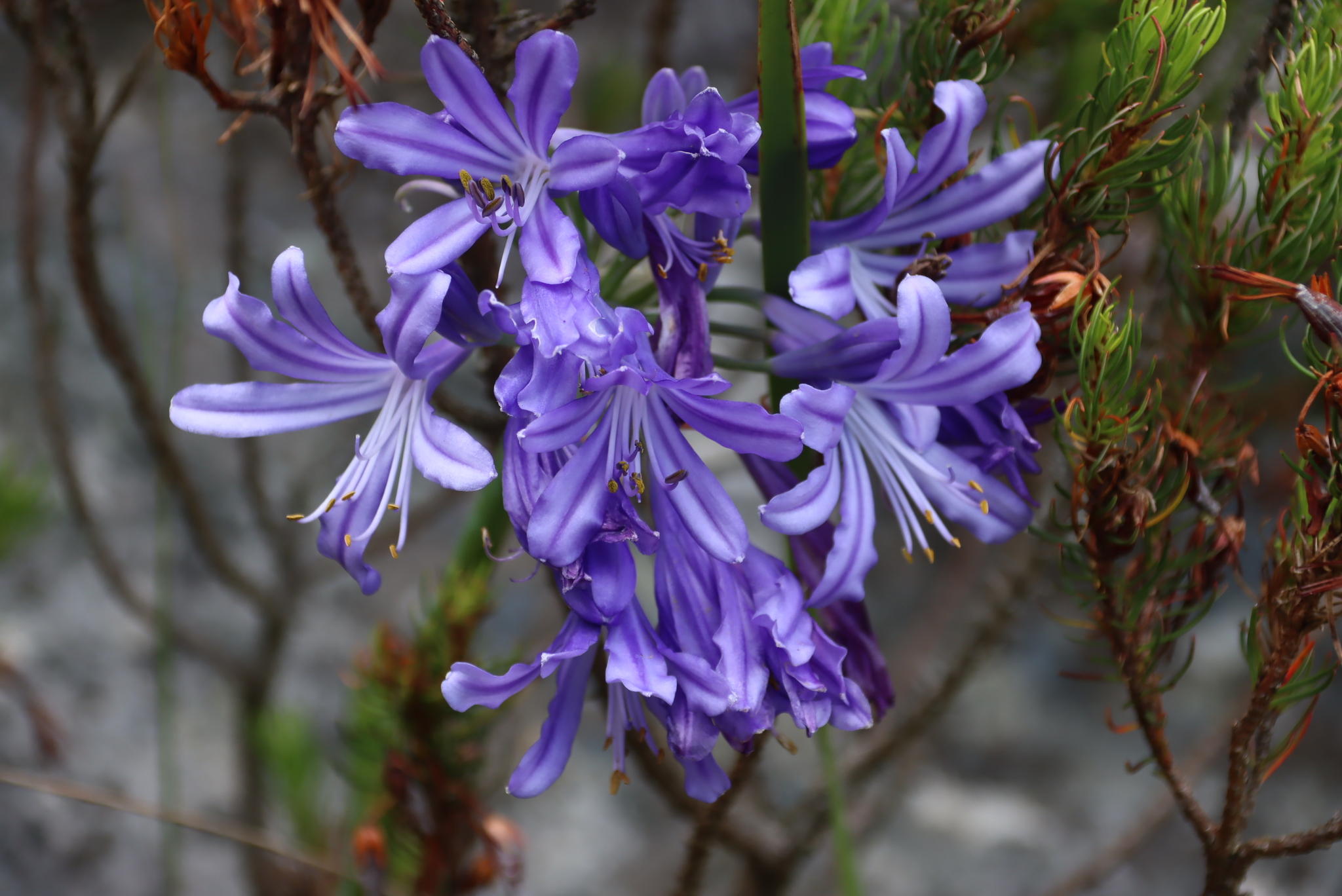 Lily-Of-The-Nile (Agapanthus africanus)