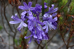 Agapanthe D'afrique (Agapanthus africanus)