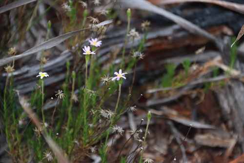 Table Mountain Plumeseed (Zyrphelis taxifolia)