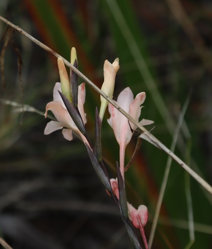 mountain painted lady (Gladiolus monticola)