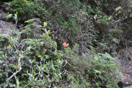 Disa uniflora, photograph 5