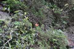 (c) Tony Rebelo, some rights reserved (CC BY-SA) Disa uniflora, photograph (c) Tony Rebelo, some rights reserved (CC BY-SA)