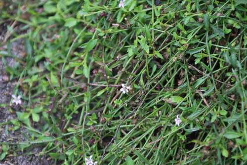 Table Mountain Lobelia (Lobelia eckloniana)
