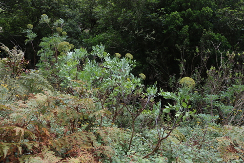 Blisterbush (Notobubon galbanum)