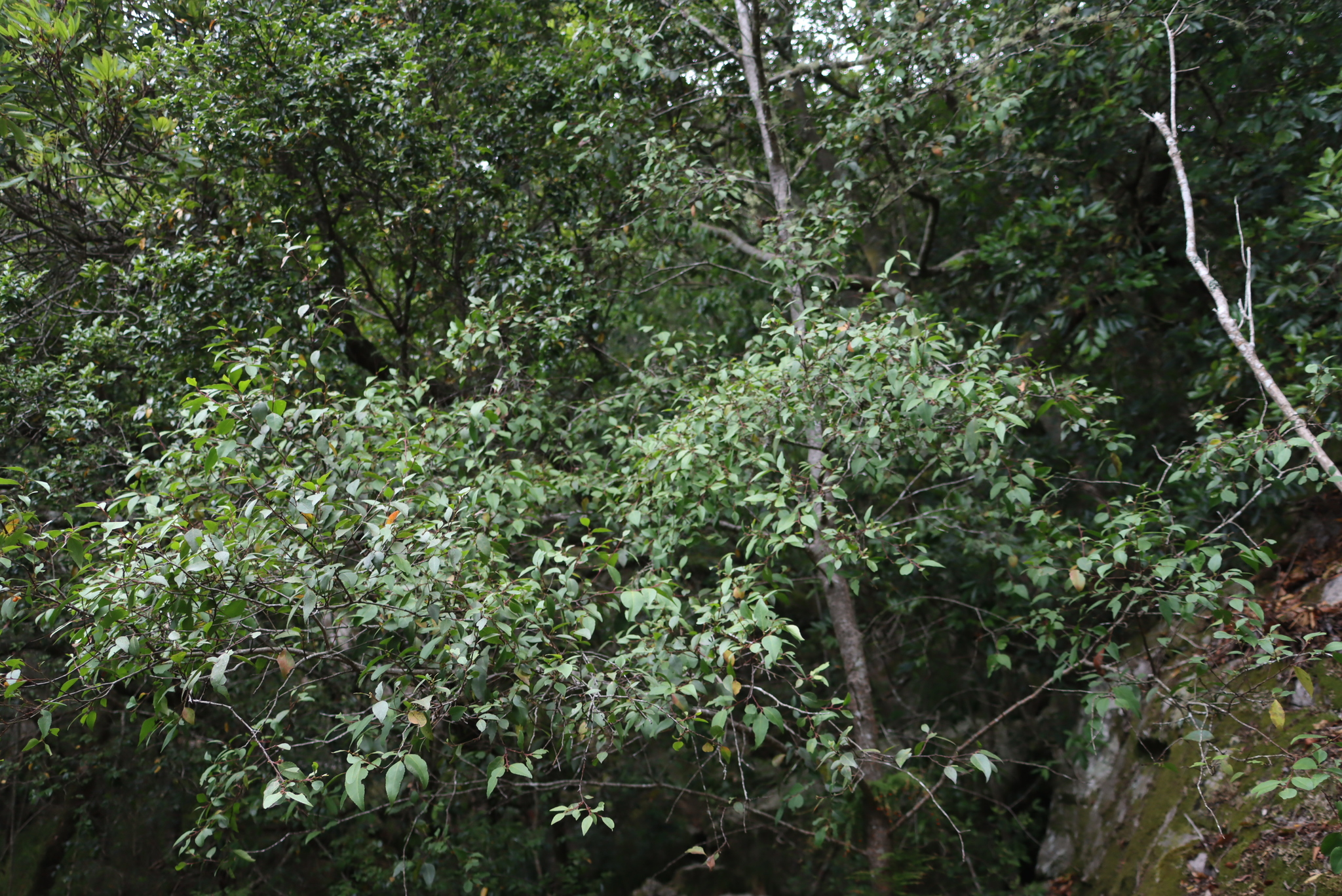 Silky Bark (Maytenus acuminata)