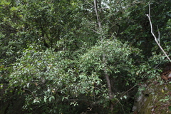 Silky Bark (Maytenus acuminata)