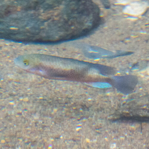 Intermediate cichlid (Theraps intermedius) — Cichlidae — 3