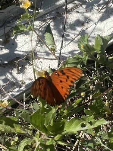 Gulf Fritillary