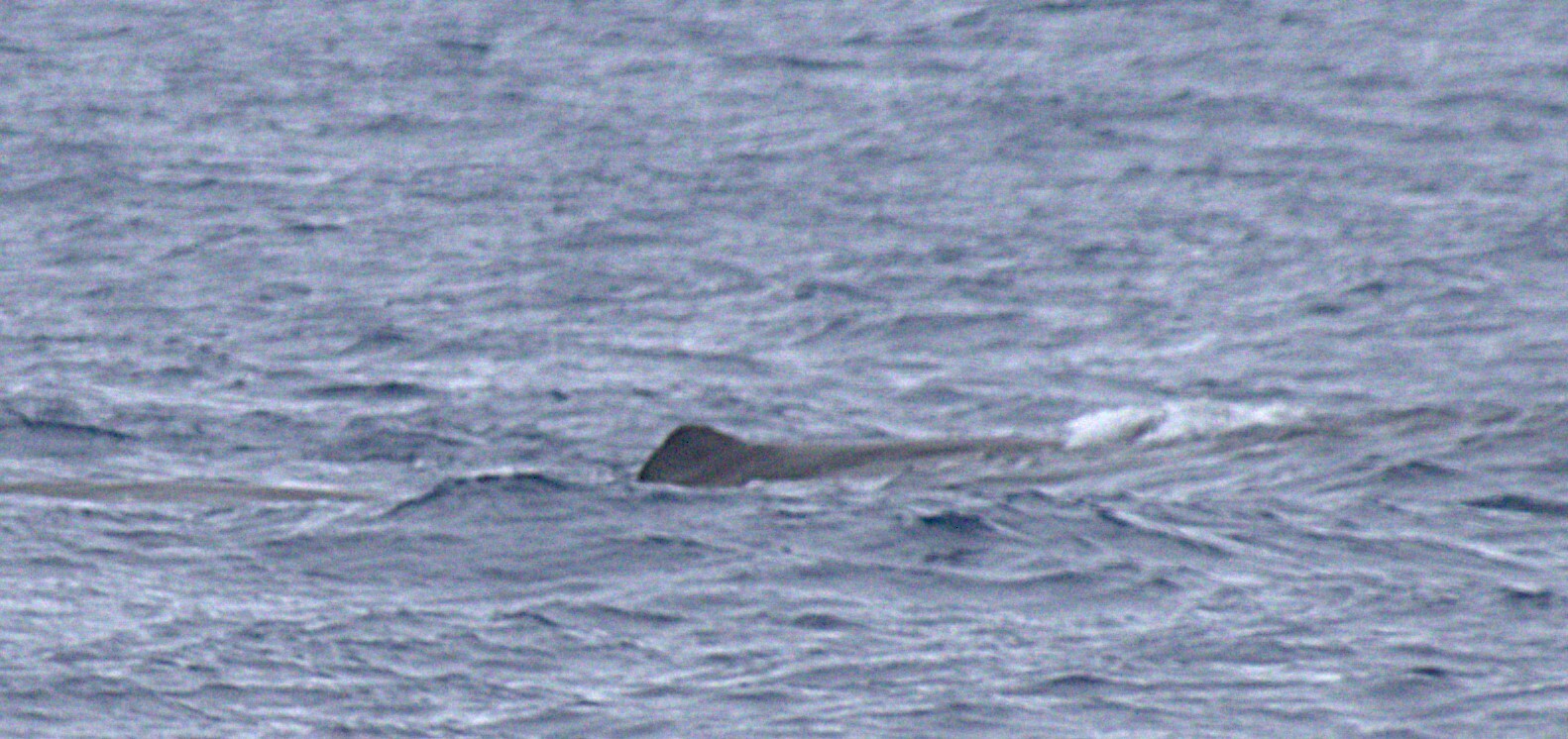 Physeter macrocephalus