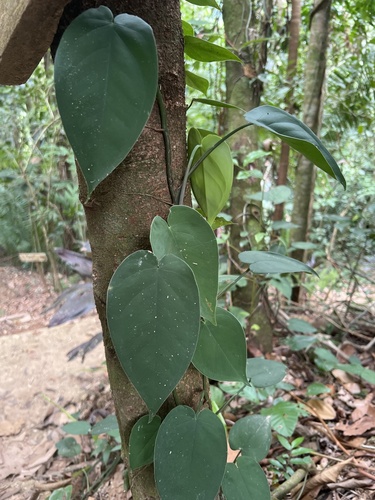 Syngonium chiapense