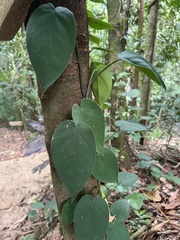 Syngonium chiapense