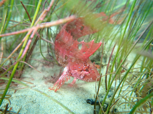 Spotted kelpfish (Gibbonsia elegans) — Clinidae — 5
