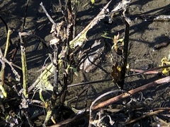 Pseudacris hypochondriaca
