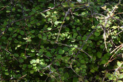 Coprosma rubra
