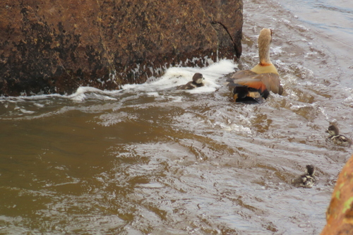 Egyptian Goose