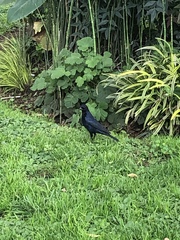 Molothrus bonariensis