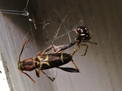 Neoclytus mucronatus