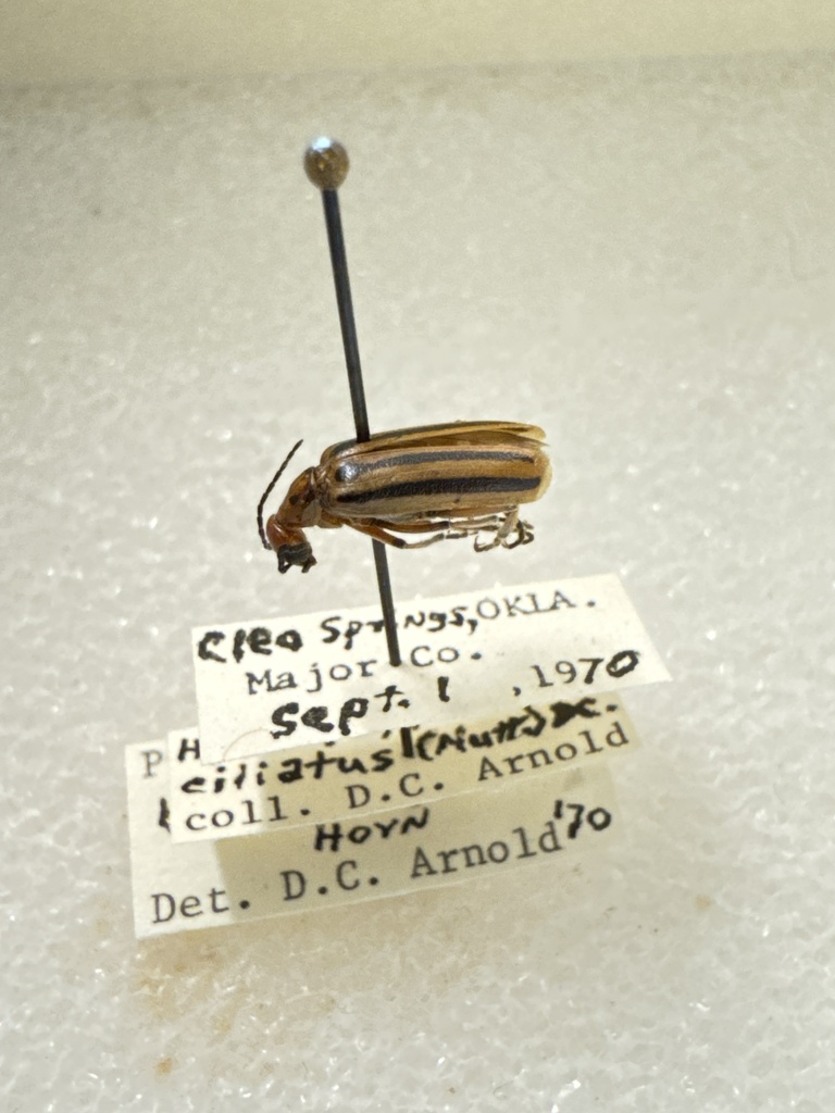 Pyrota Lineata Pyrota bilineata from S Fourth St, Cleo Springs, OK, US on September 1 ...