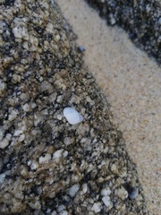 Echinolittorina modesta