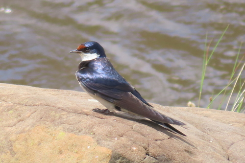 White-throated Swallow