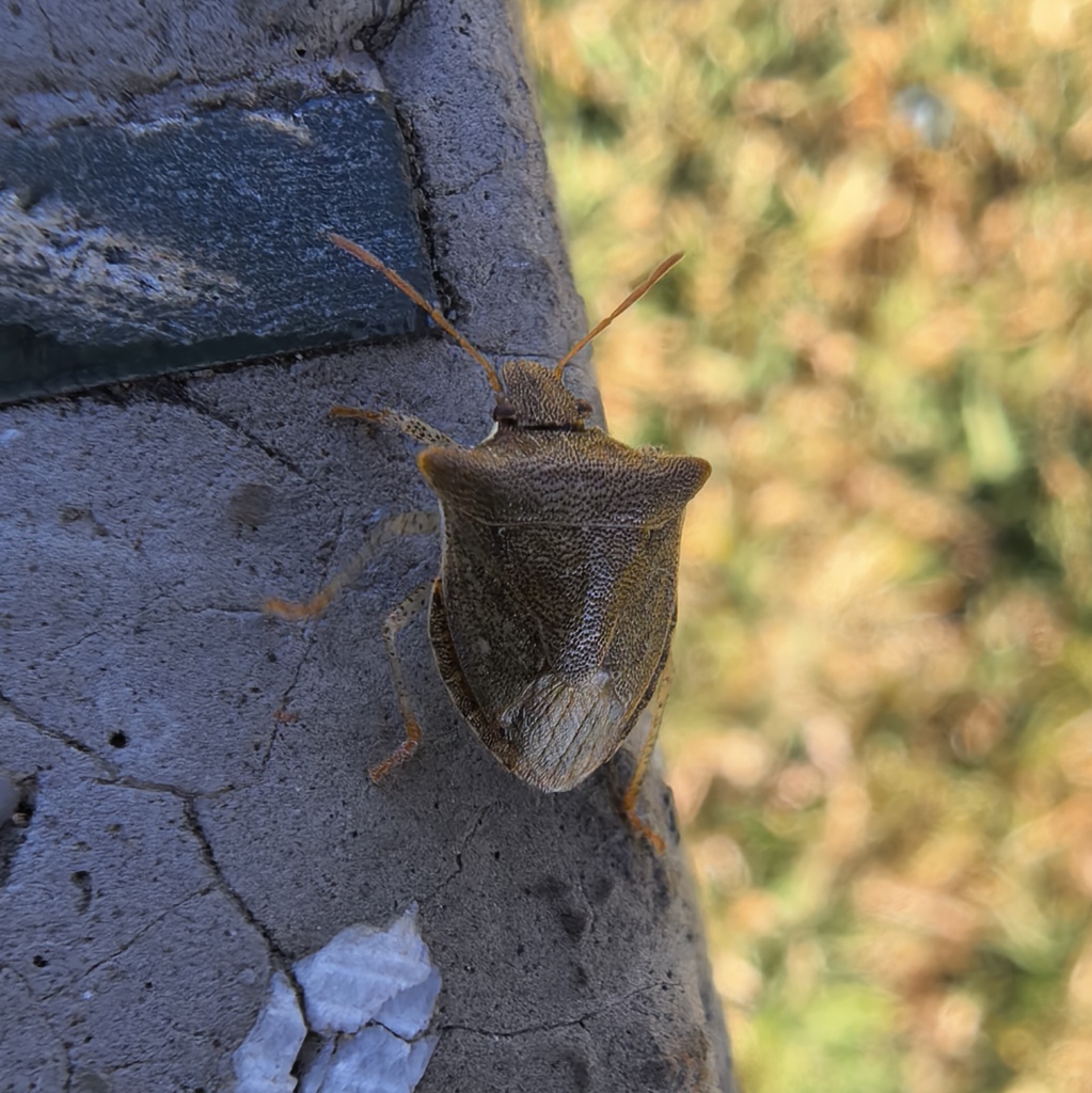 Carbuncle Insect Carbula crassiventris from 中国云南省昆明市官渡区 on January 18, 2026 at 04:51 PM ...