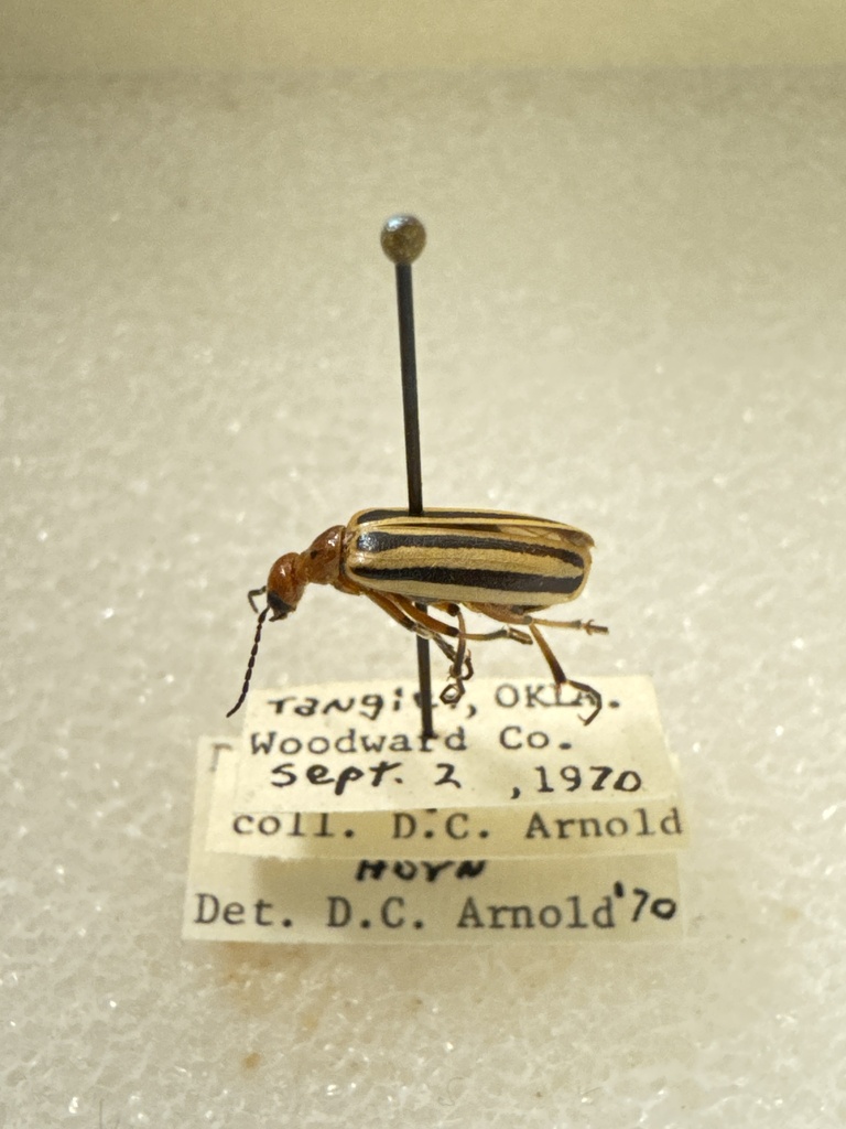 Pyrota Lineata Pyrota bilineata from EW 41, Woodward, OK, US on September 2, 1970 at ...