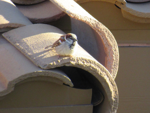 House Sparrow photographed in Nevada