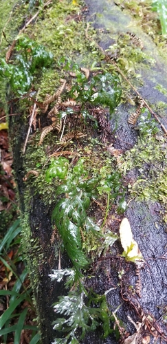Hymenophyllum dilatatum observed 2020-02-16