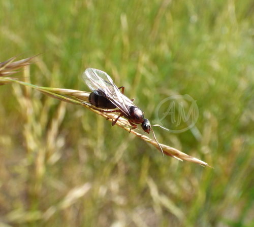 (c) alek-mantis, some rights reserved (CC BY-NC), uploaded by alek-mantis