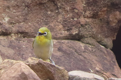 Cape White-eye