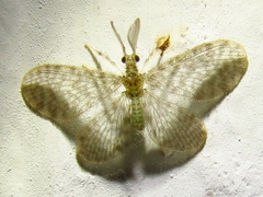 Nallachius americanus